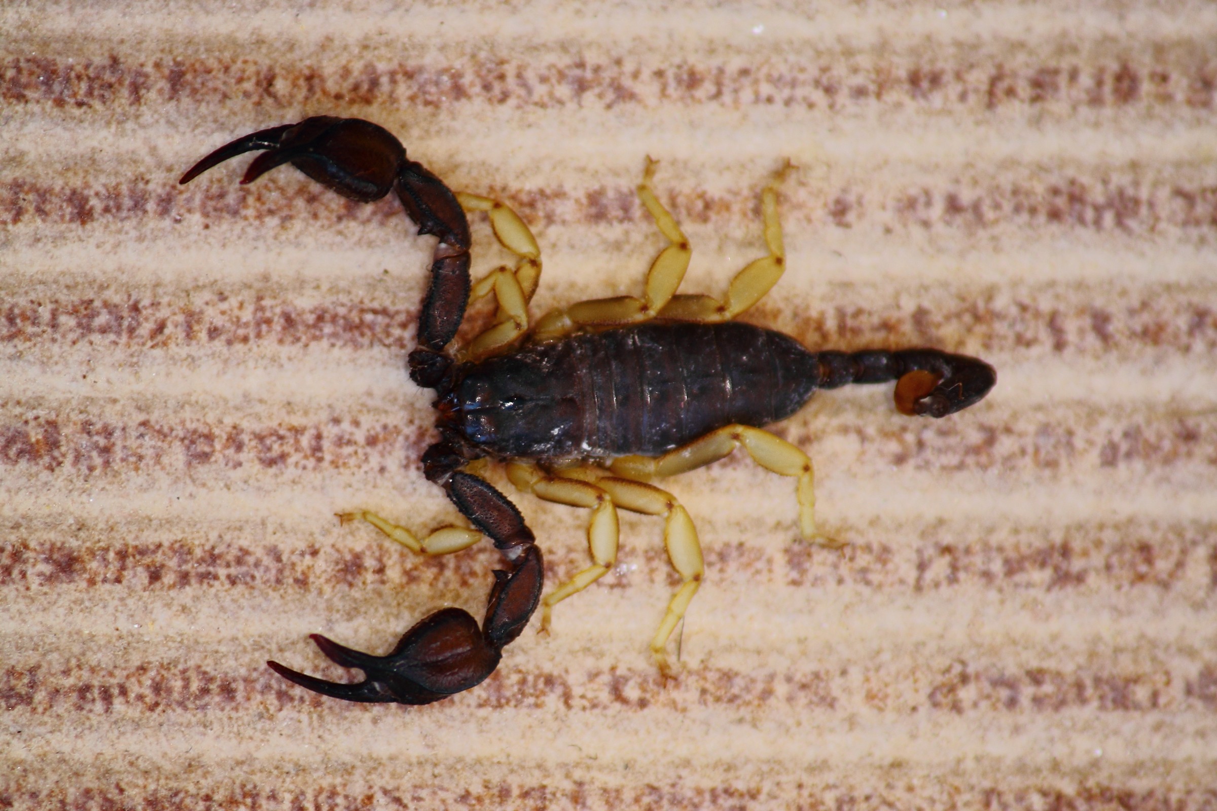 Scorpioncino