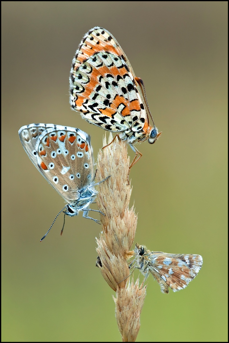 Three is the perfect number