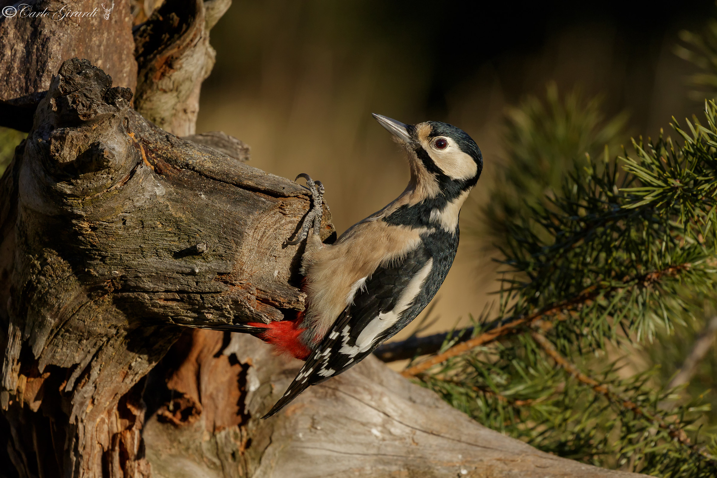 Spotted Woodpecker Female