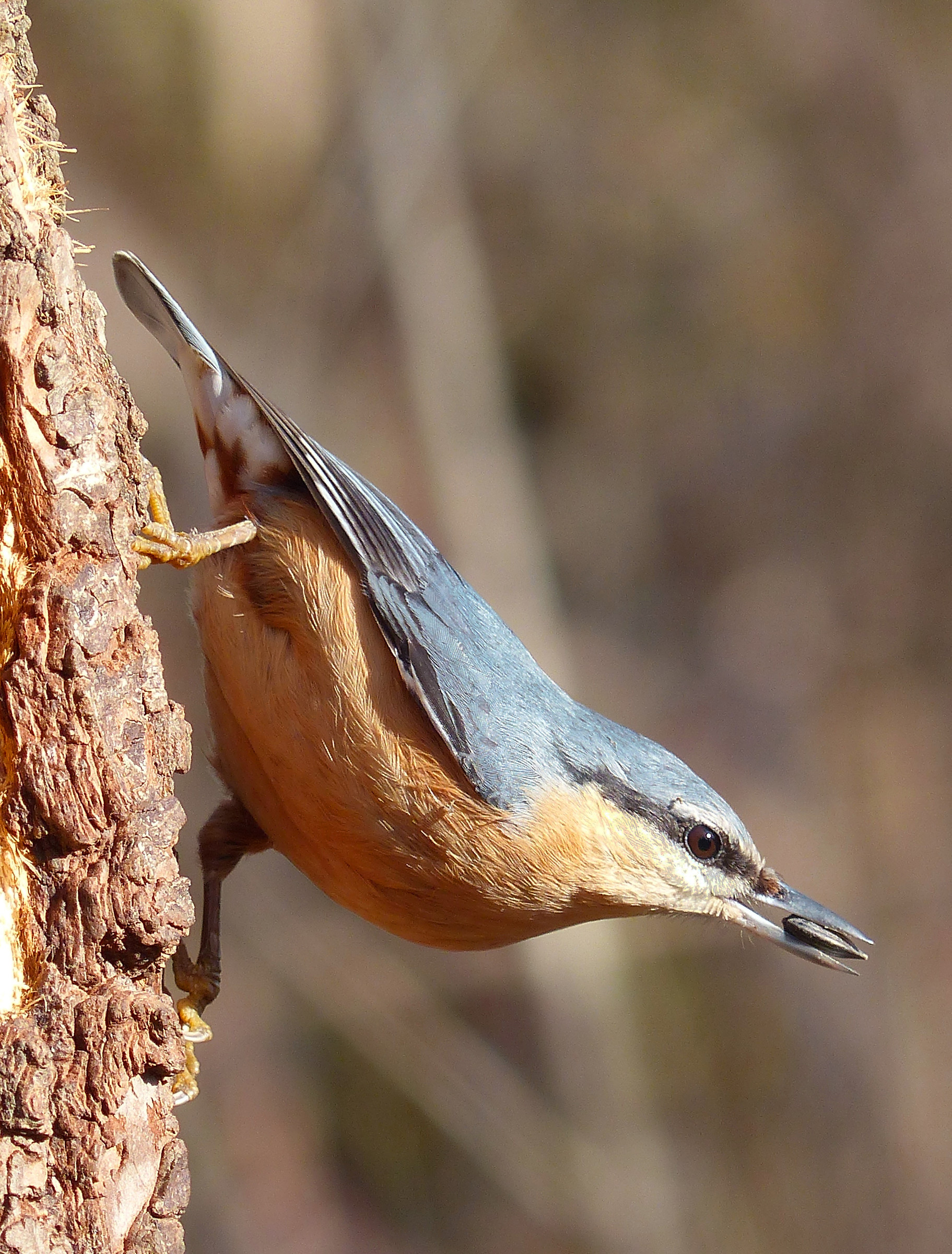 nuthatch
