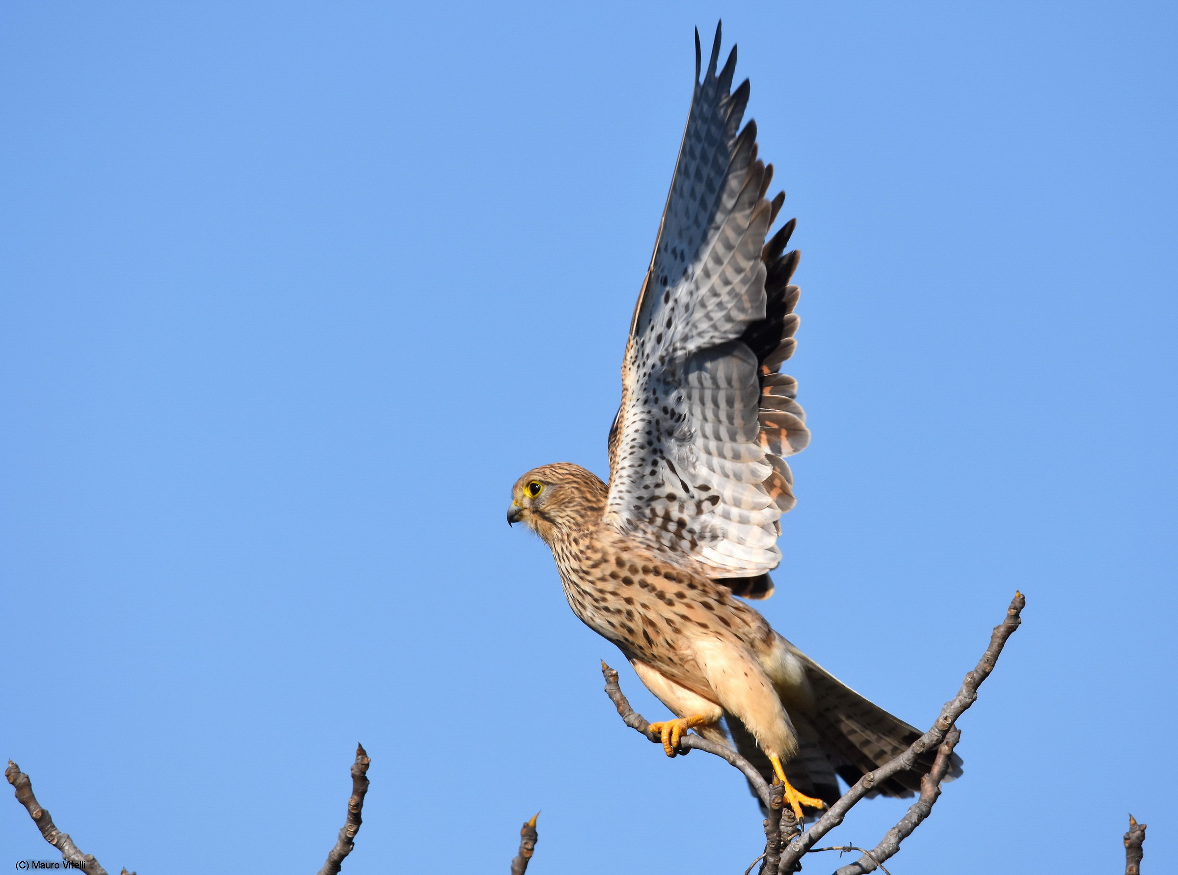 The fetched the Kestrel