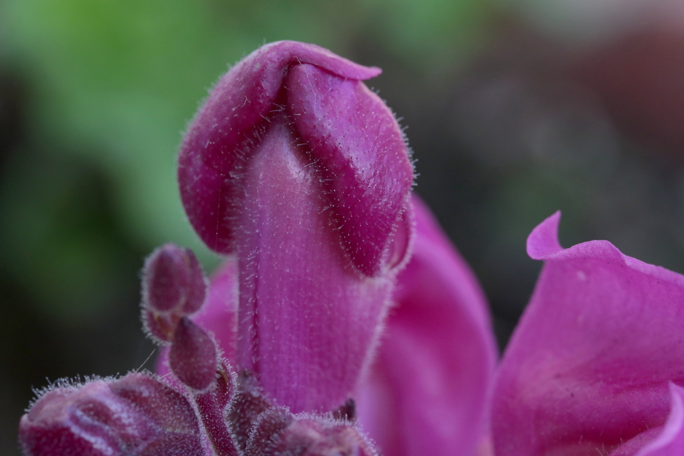 prove canon 60mm macro