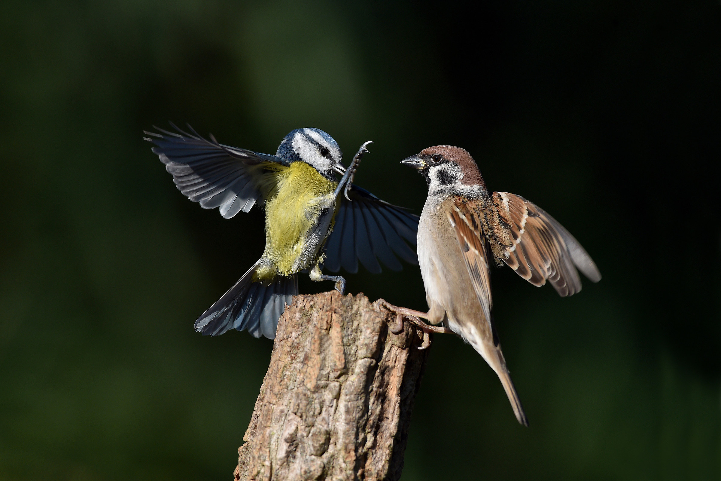 We do not expect the wind