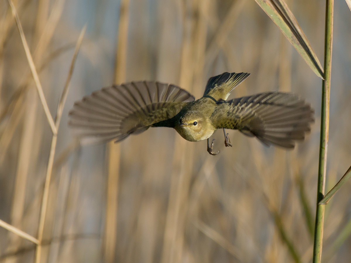 L'involo del Luì piccolo