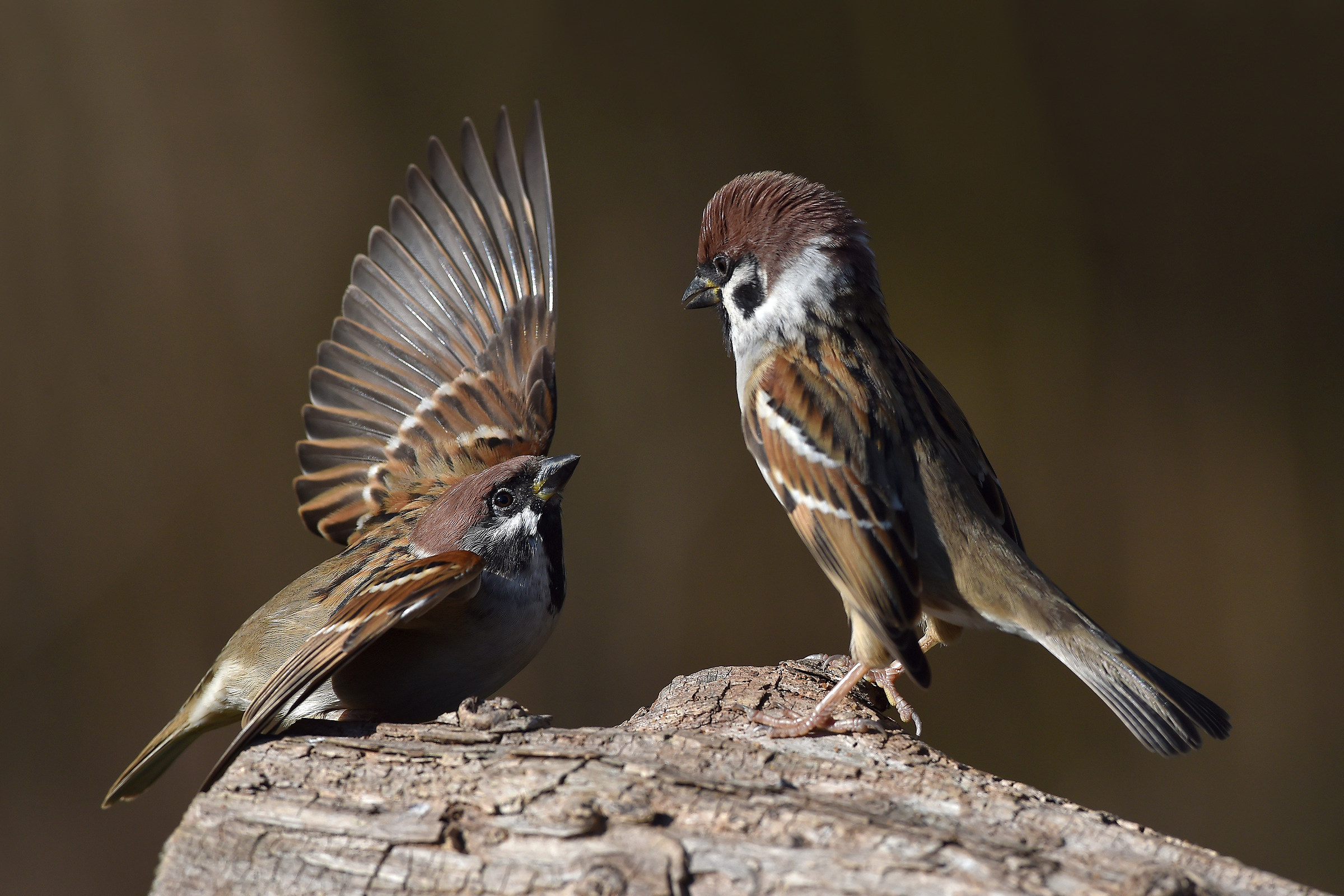 We do not expect the wind