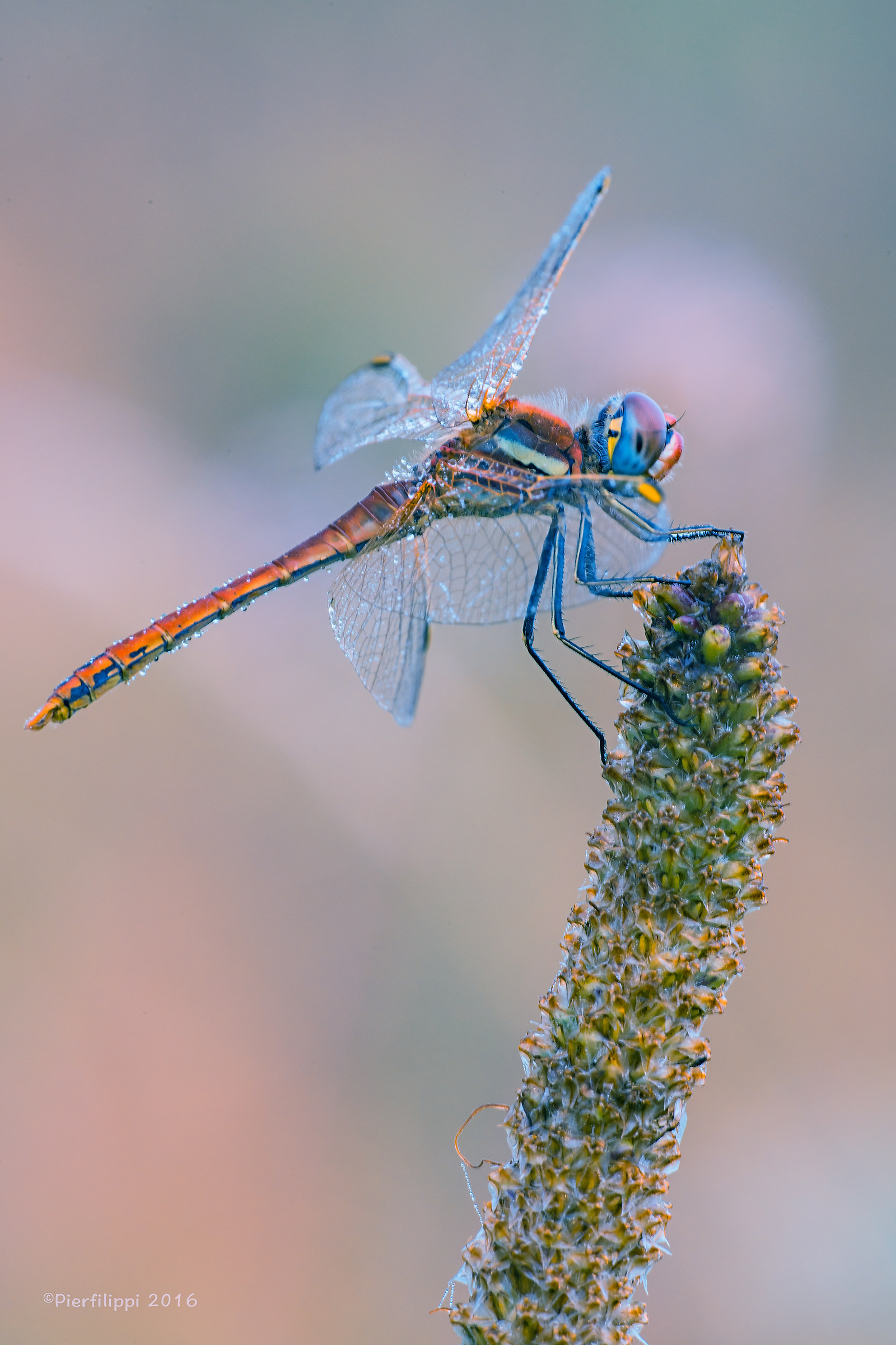 Libellula arcobaleno..