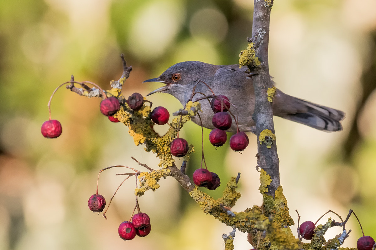 e' Tornato  l'Occhiocotto !