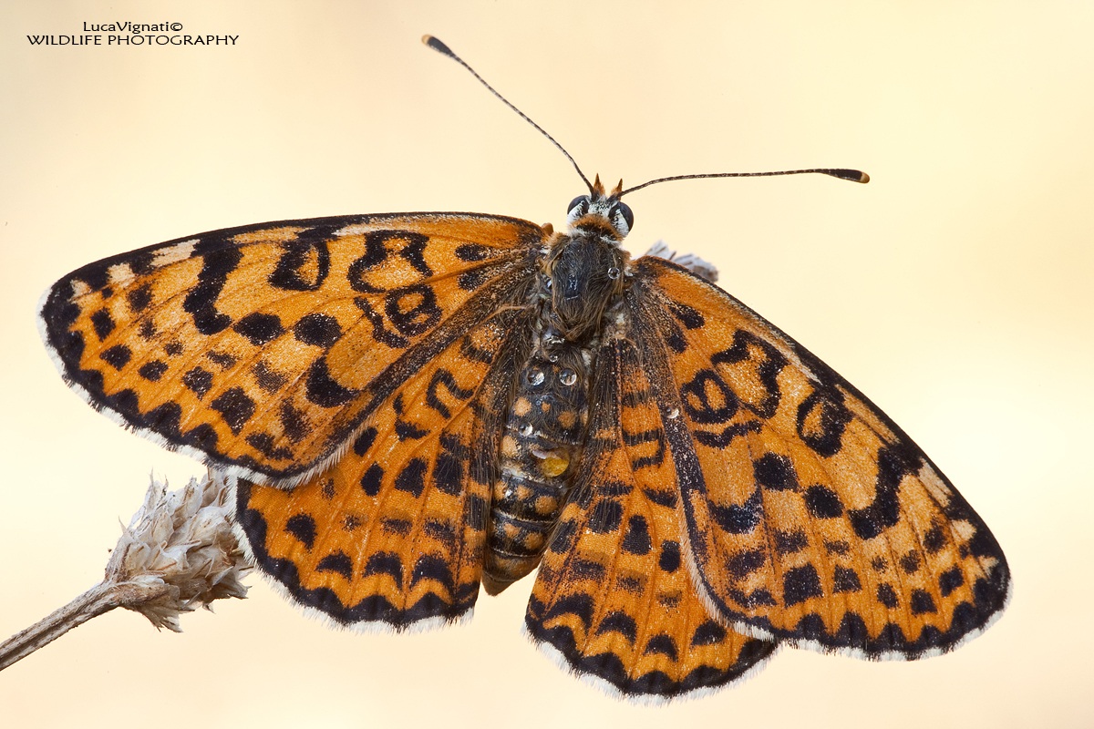Melitaea