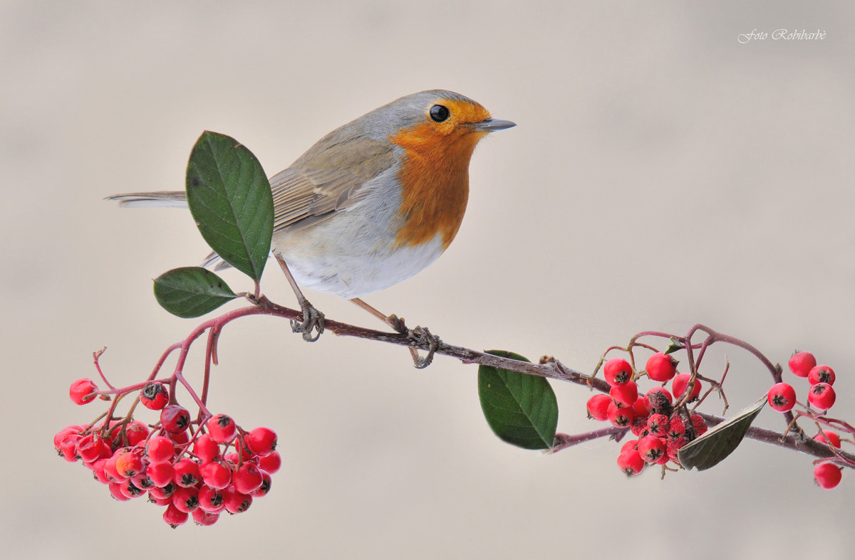 Pettirosso Augurale....