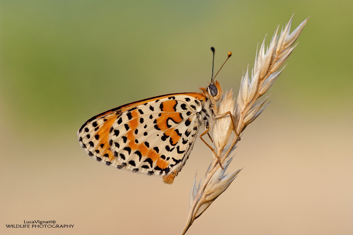 Melitaea