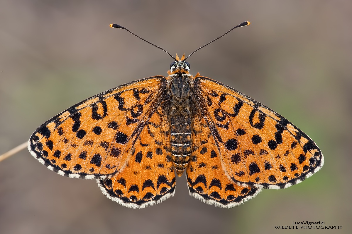 Melitaea