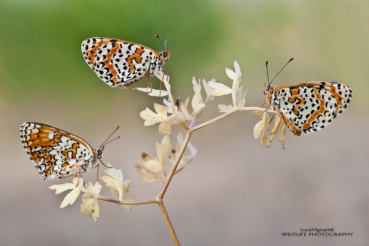 Melitaea