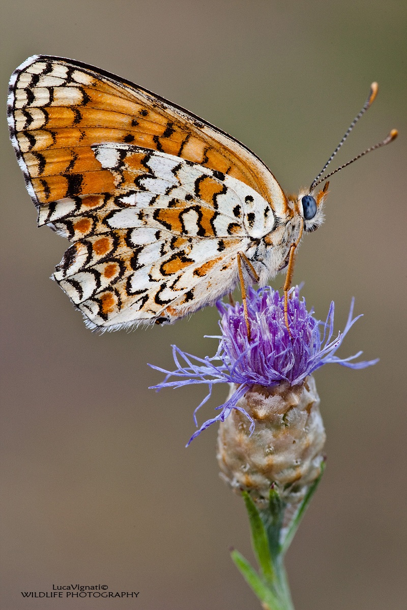 Melitaea