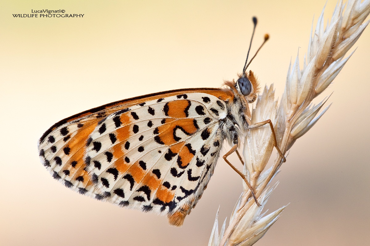 Melitaea
