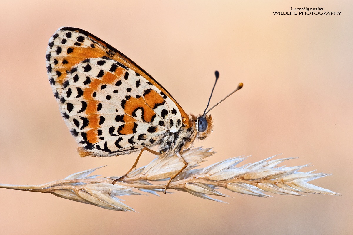 Melitaea