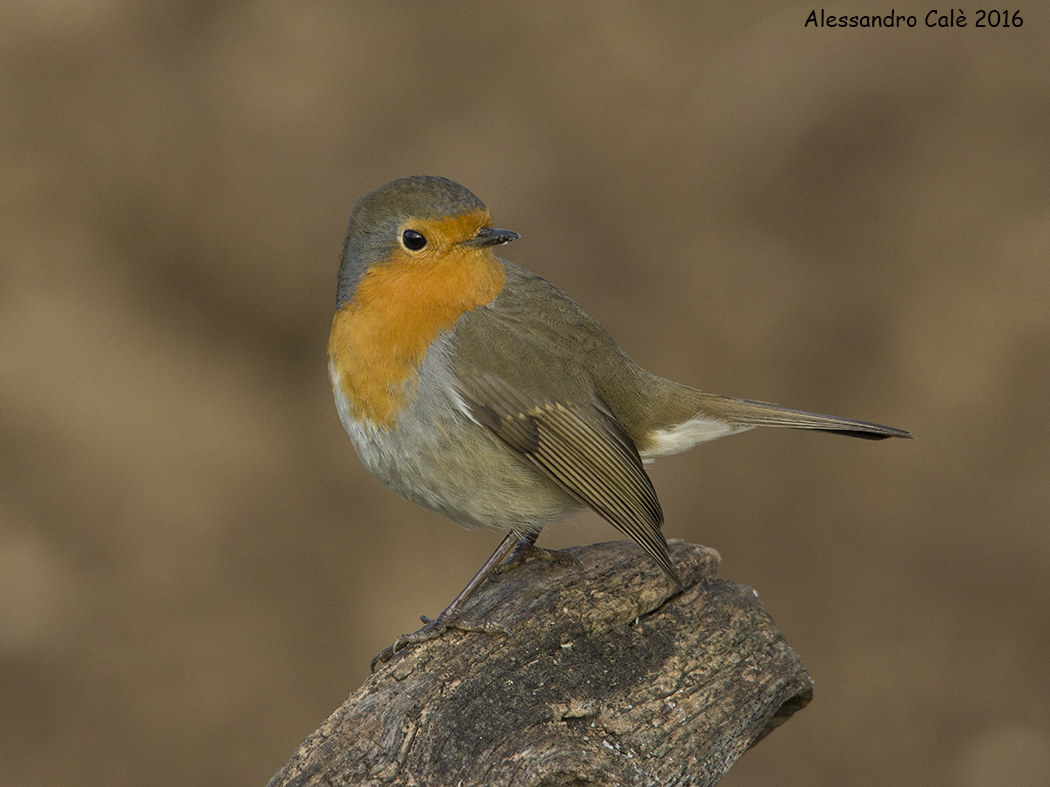 Erithacus nubecola (Petirosso) 5511