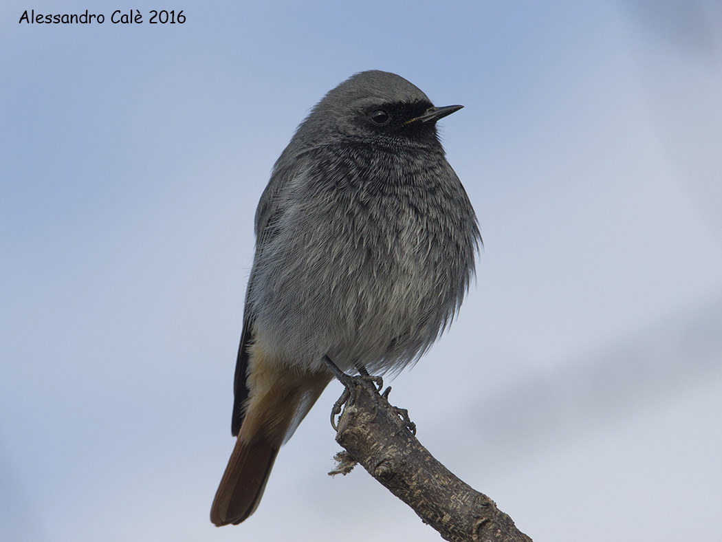 Phoenicurus ochruros (Codorosso spazzacamino)5560