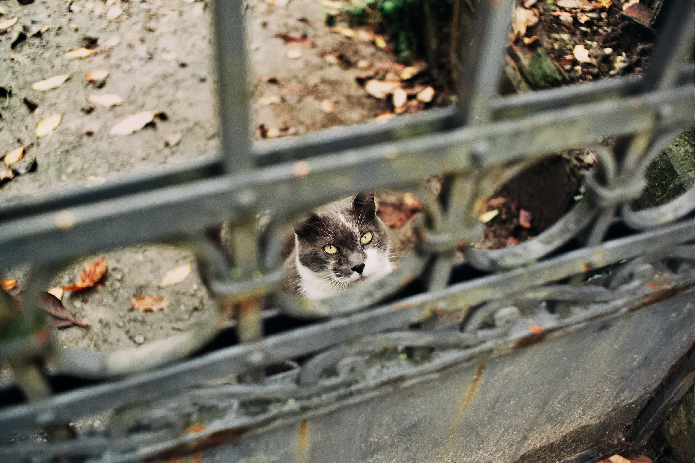 Guardian Cat Haunted House