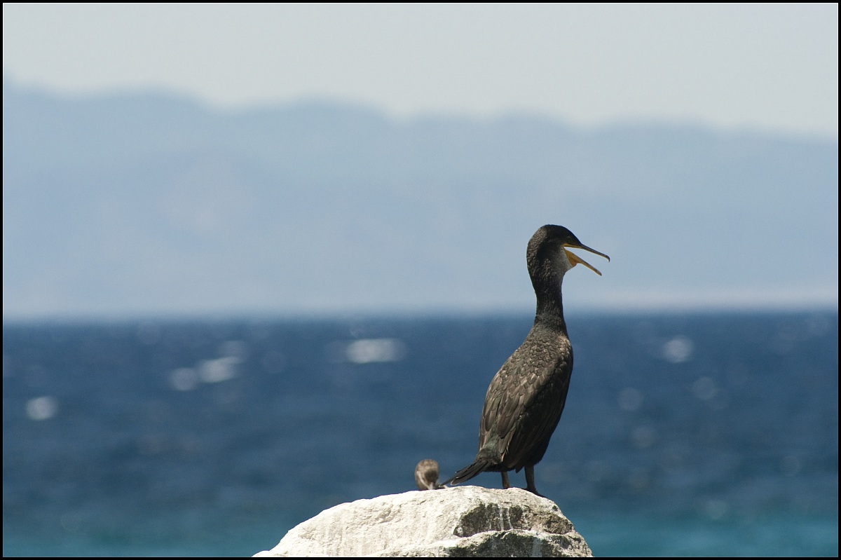 cormorant