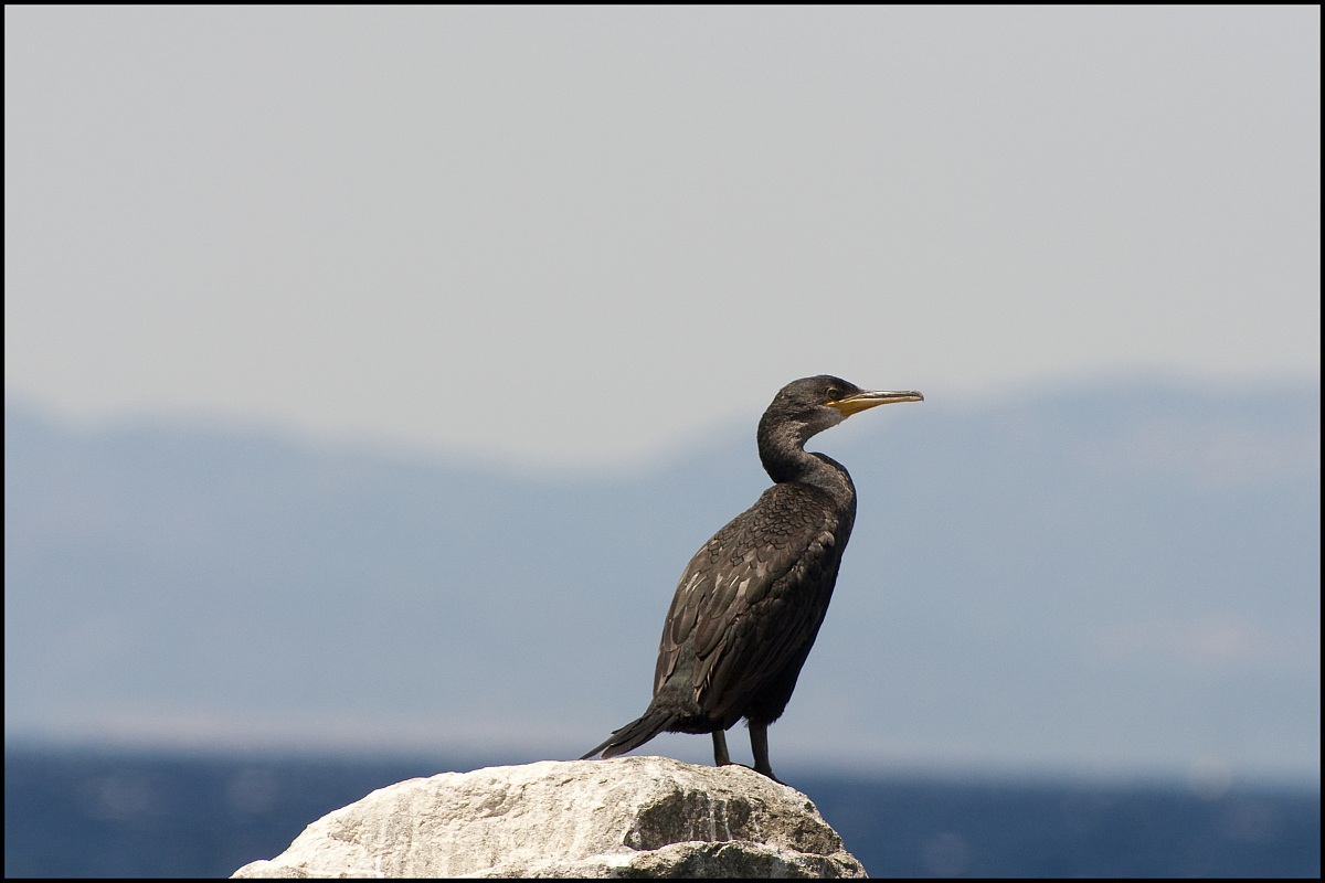 cormorant