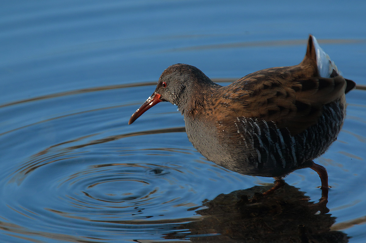 Water Rail