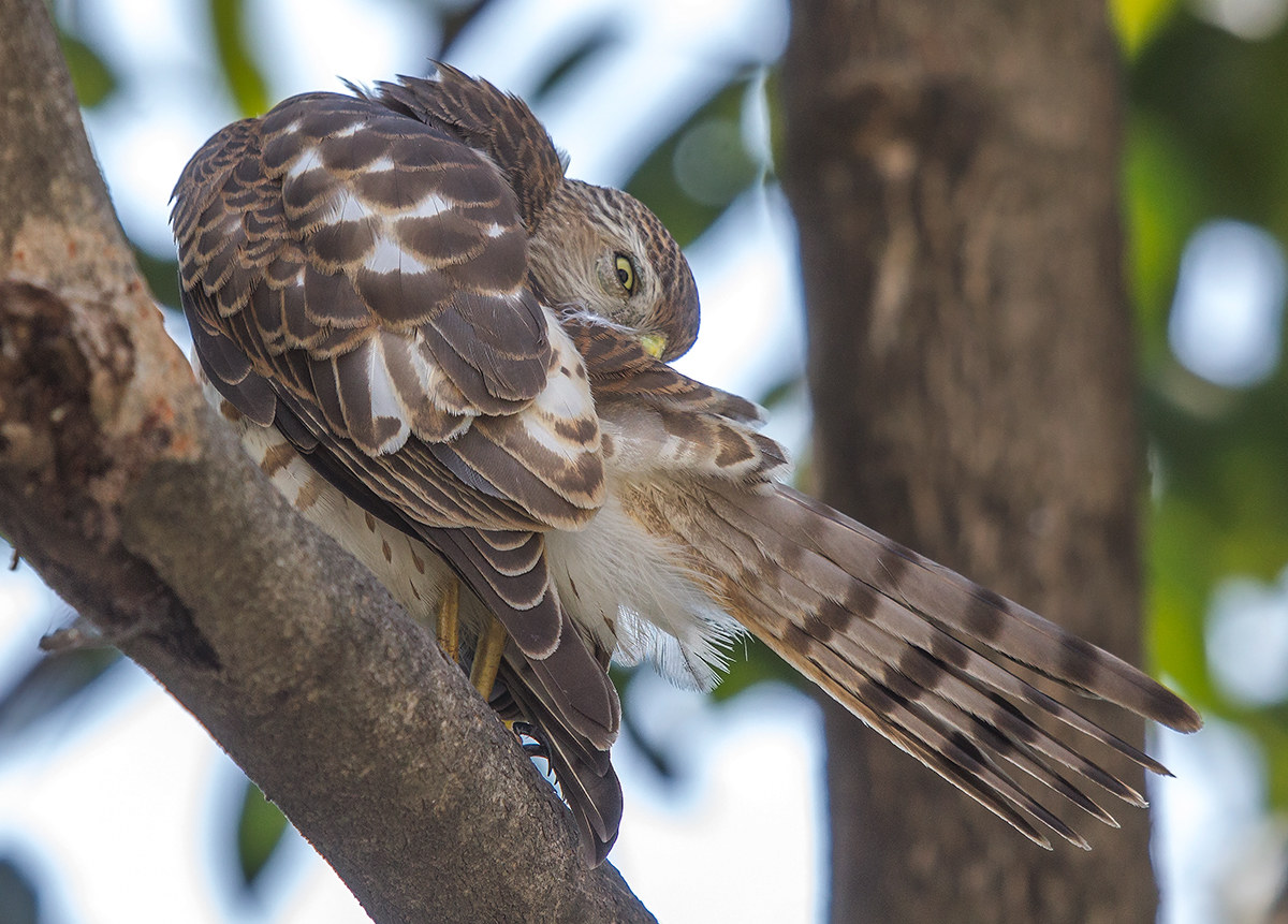 Shikra preening.
