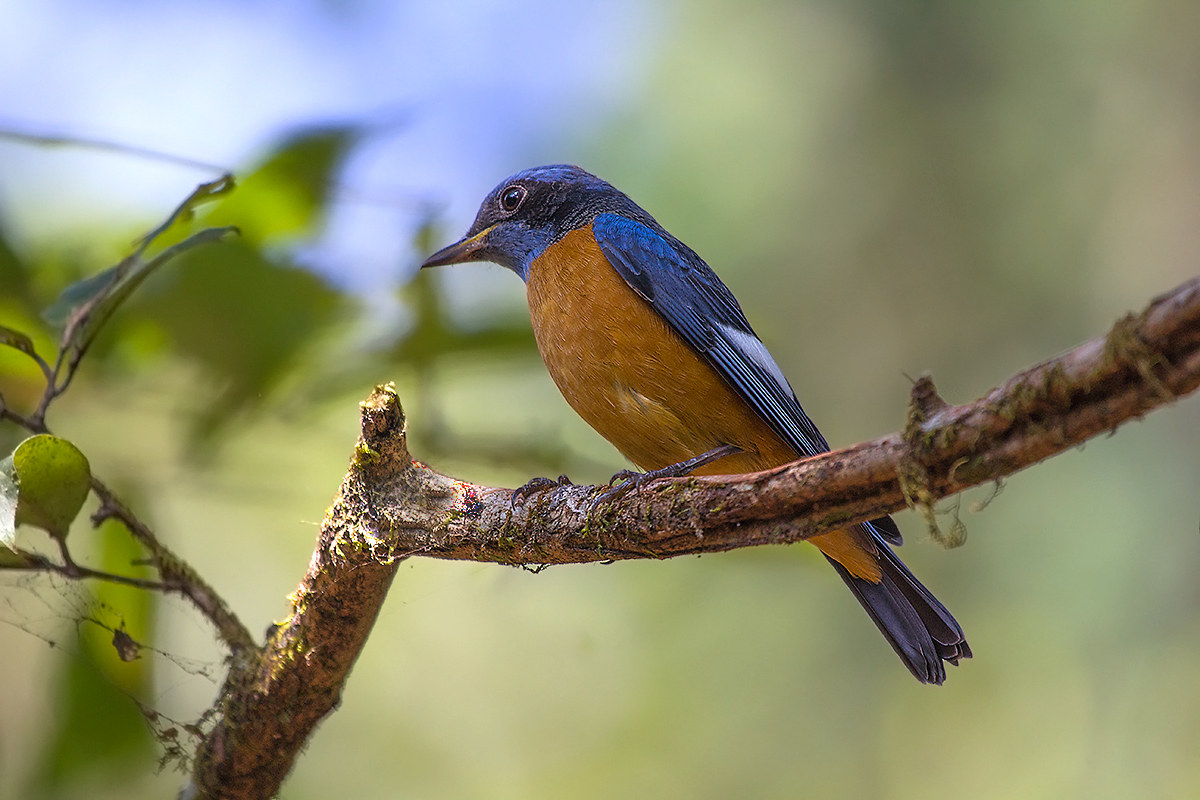 Blue caped Rock Thrush.