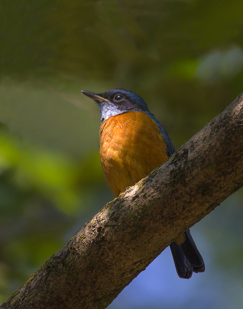 Wish you Merry Christmas......2016.