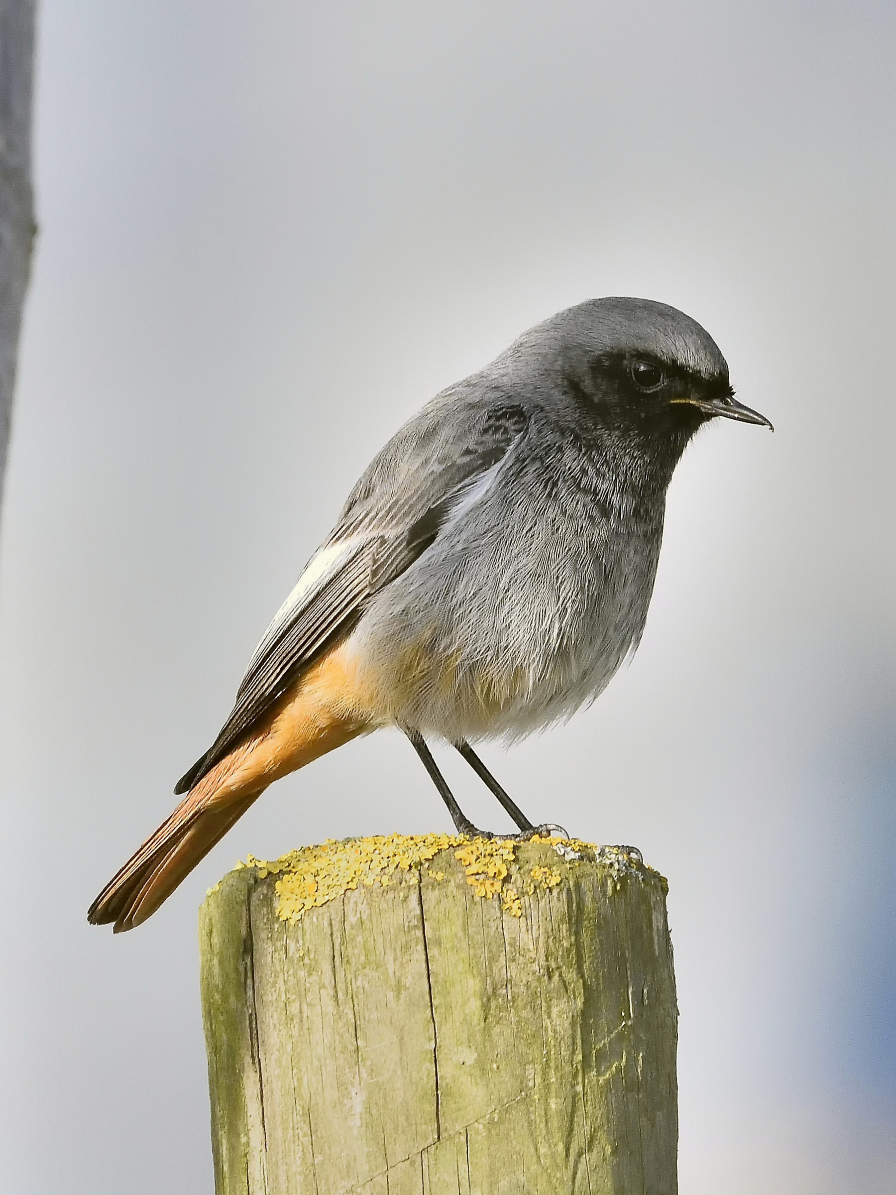 Chimney sweep Redstart