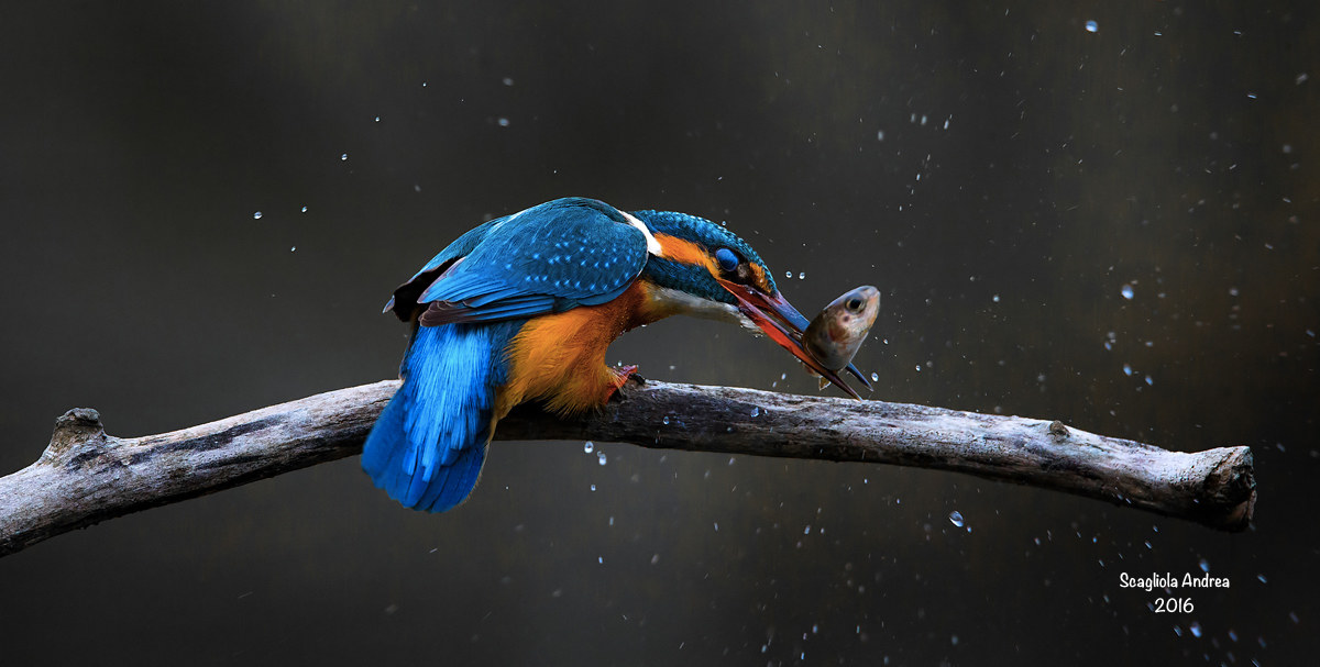 Martino and Greetings !!!