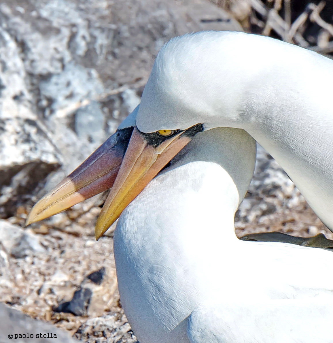 intimità- sule di Nazca (Sula granti )