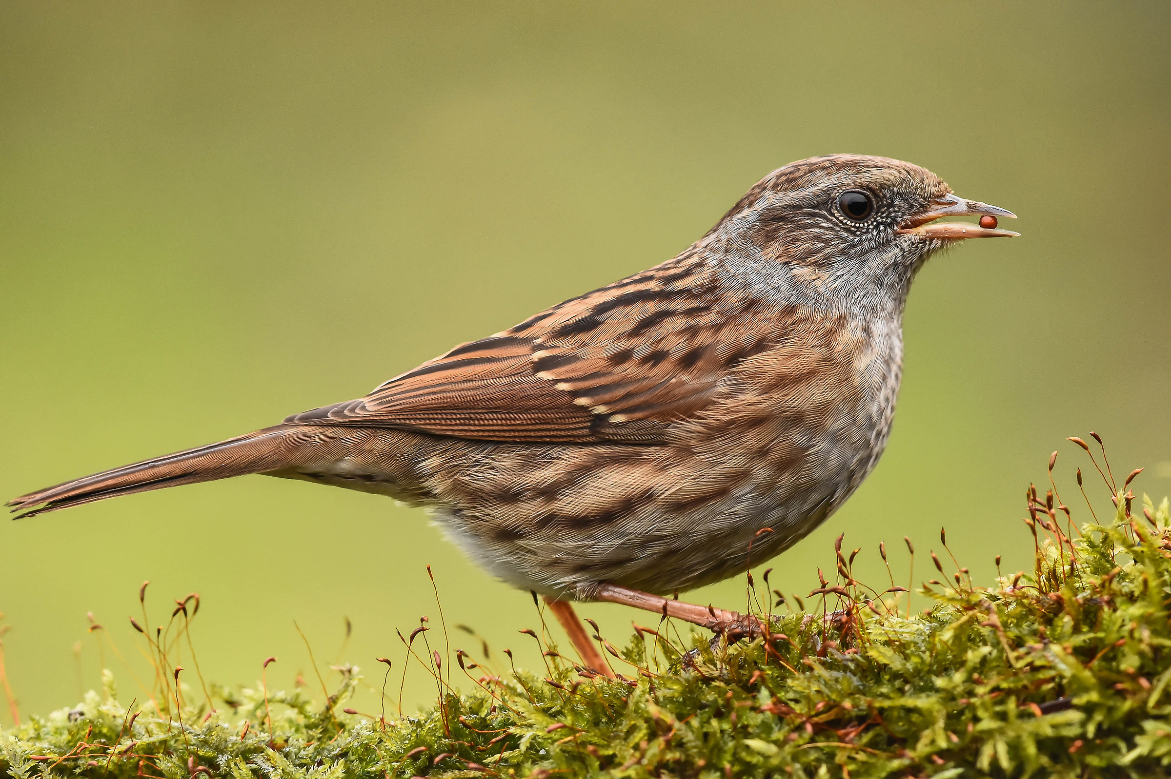 Dunnock