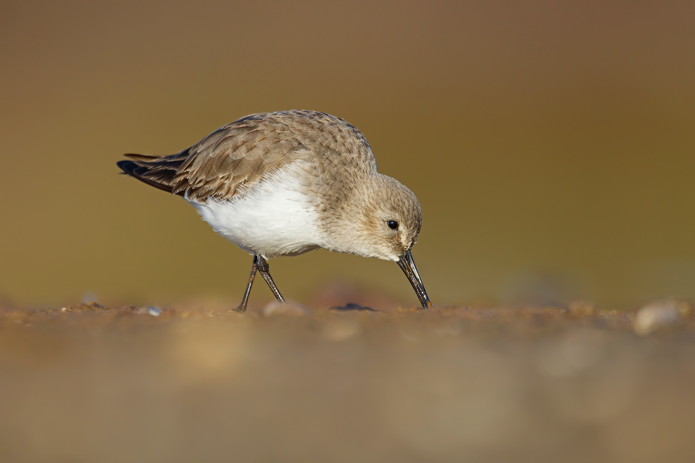 Dunlin