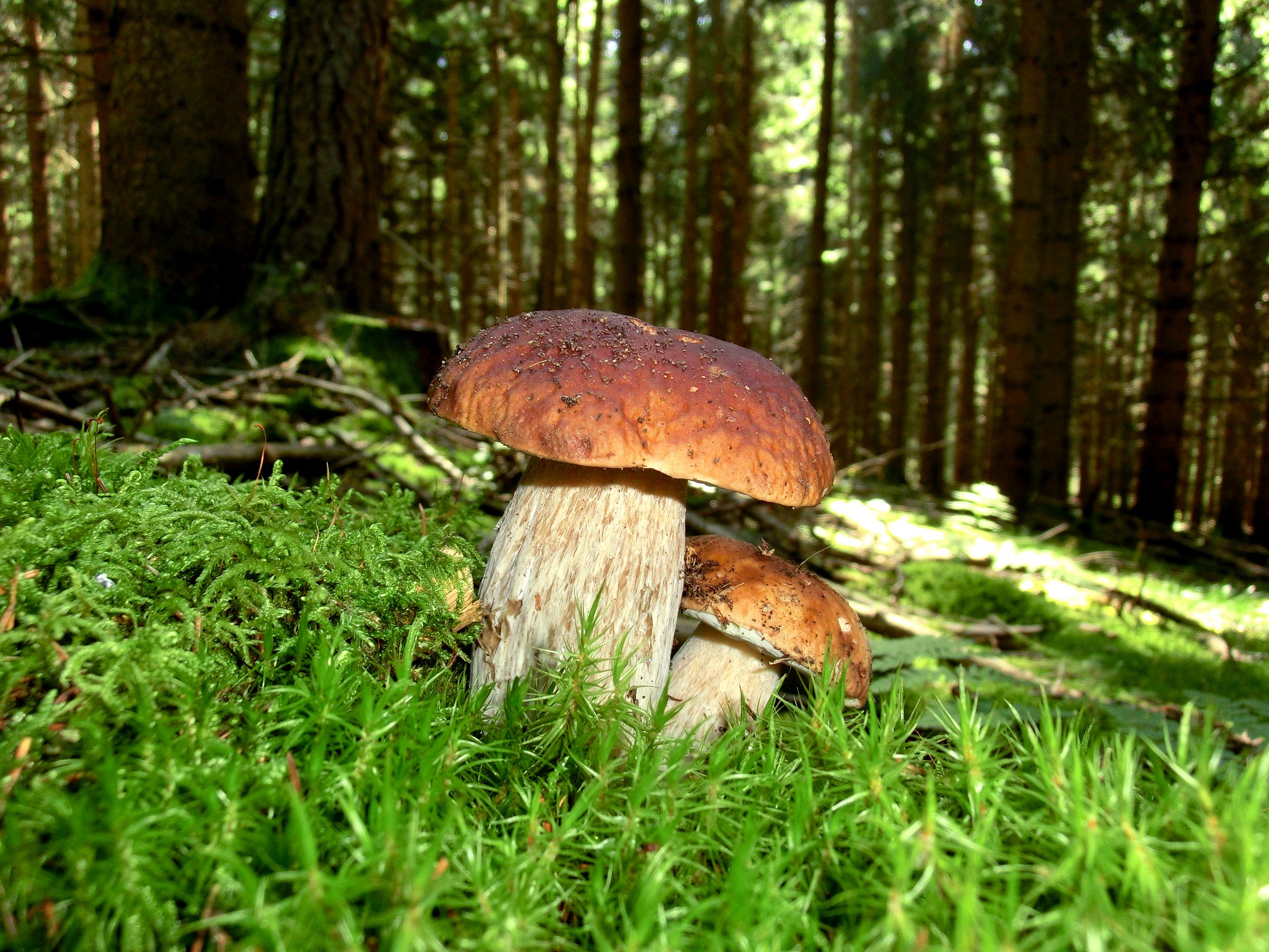 Boletus Edulis