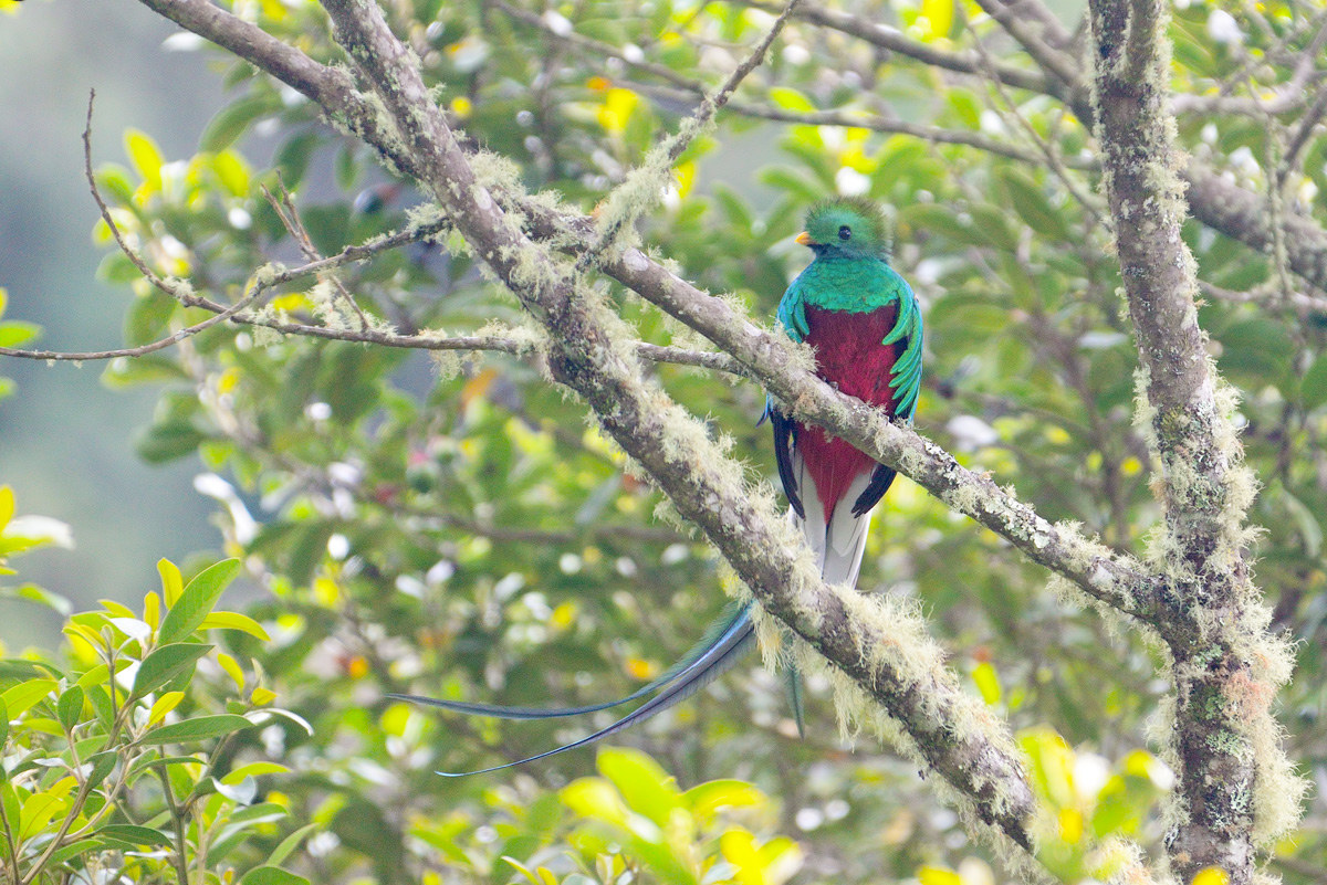 Quetzal