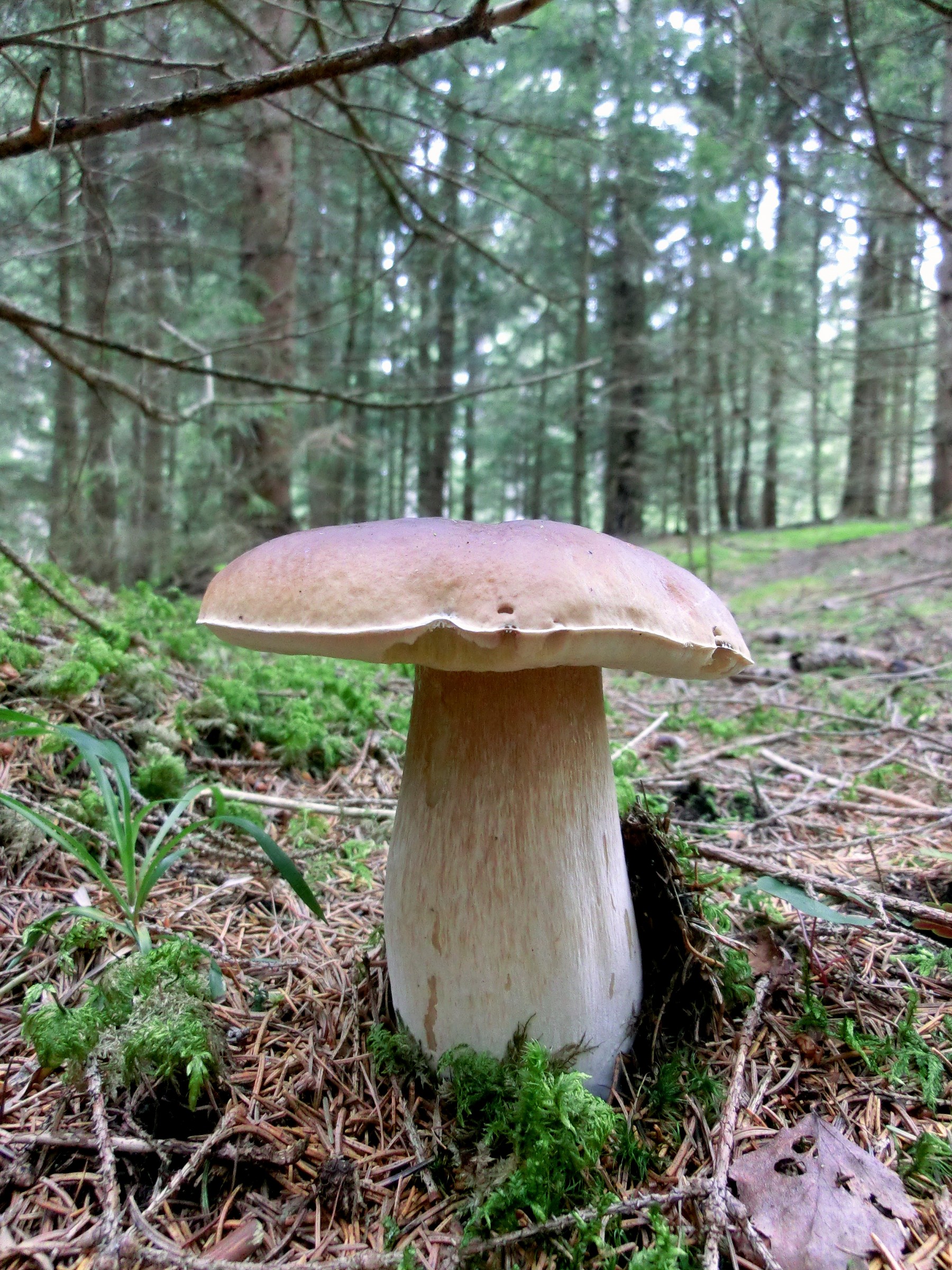 Boletus Edulis