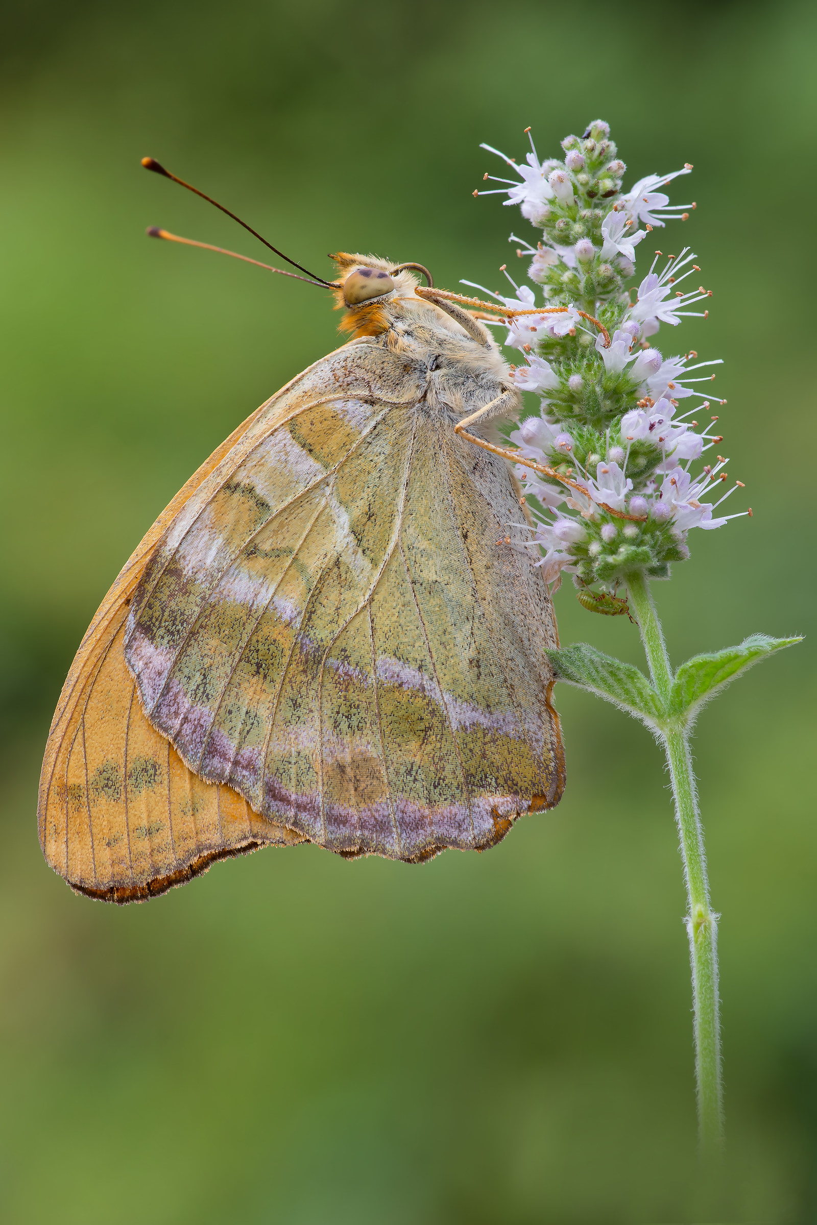Argynnis paphia with insect host - Pixel shift
