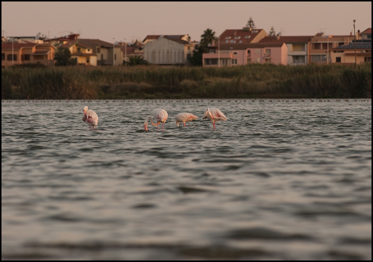 pair of pink flamingos at dawn