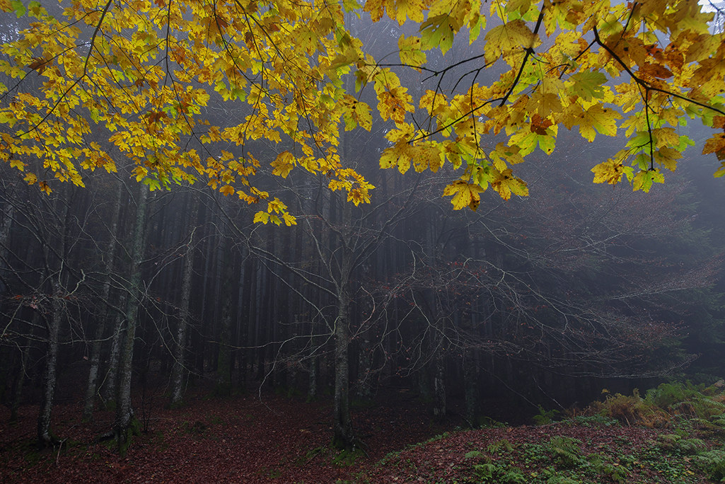 forests of Casentino forest camaldoli