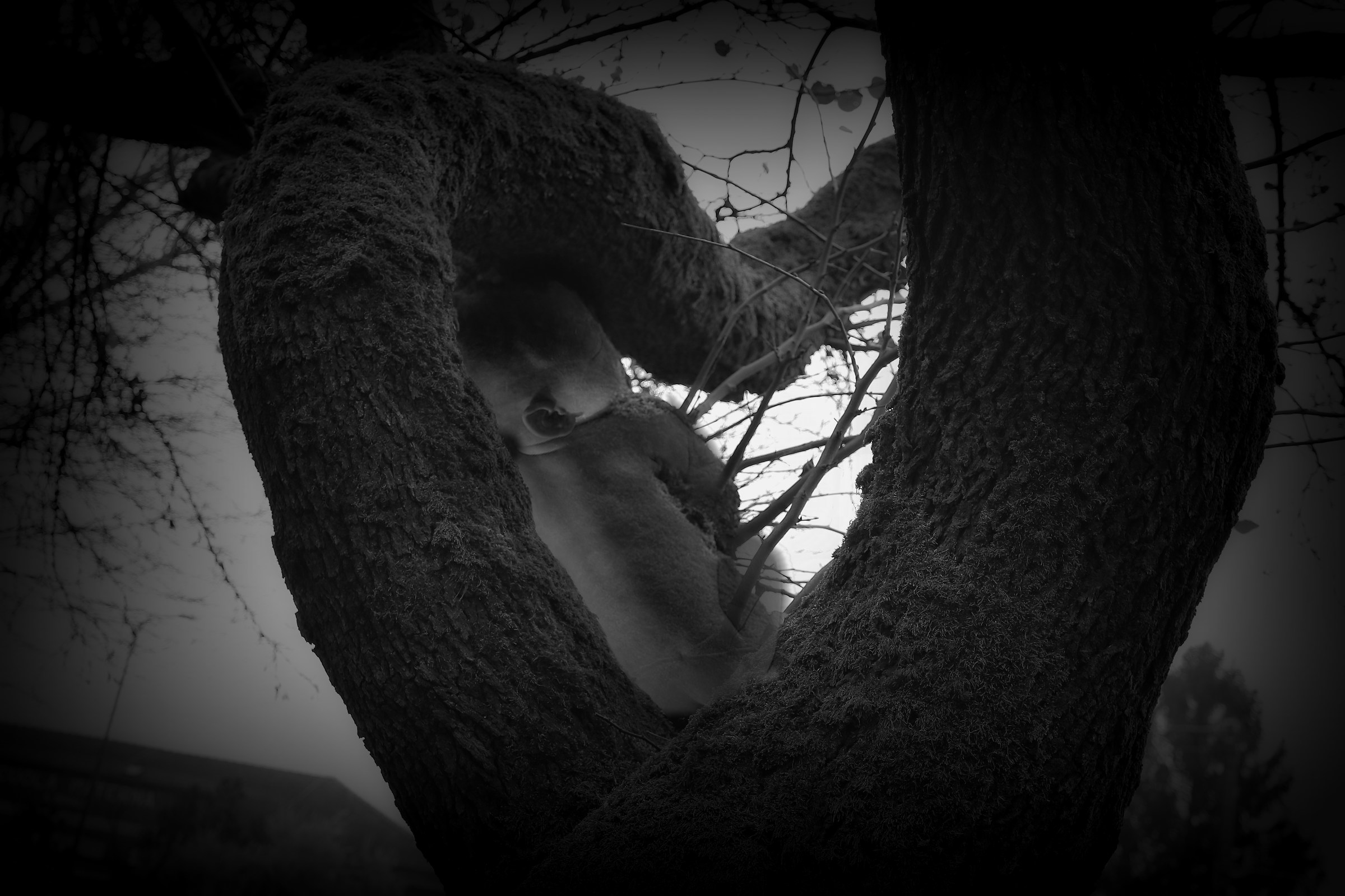 Natural Heart (secret)