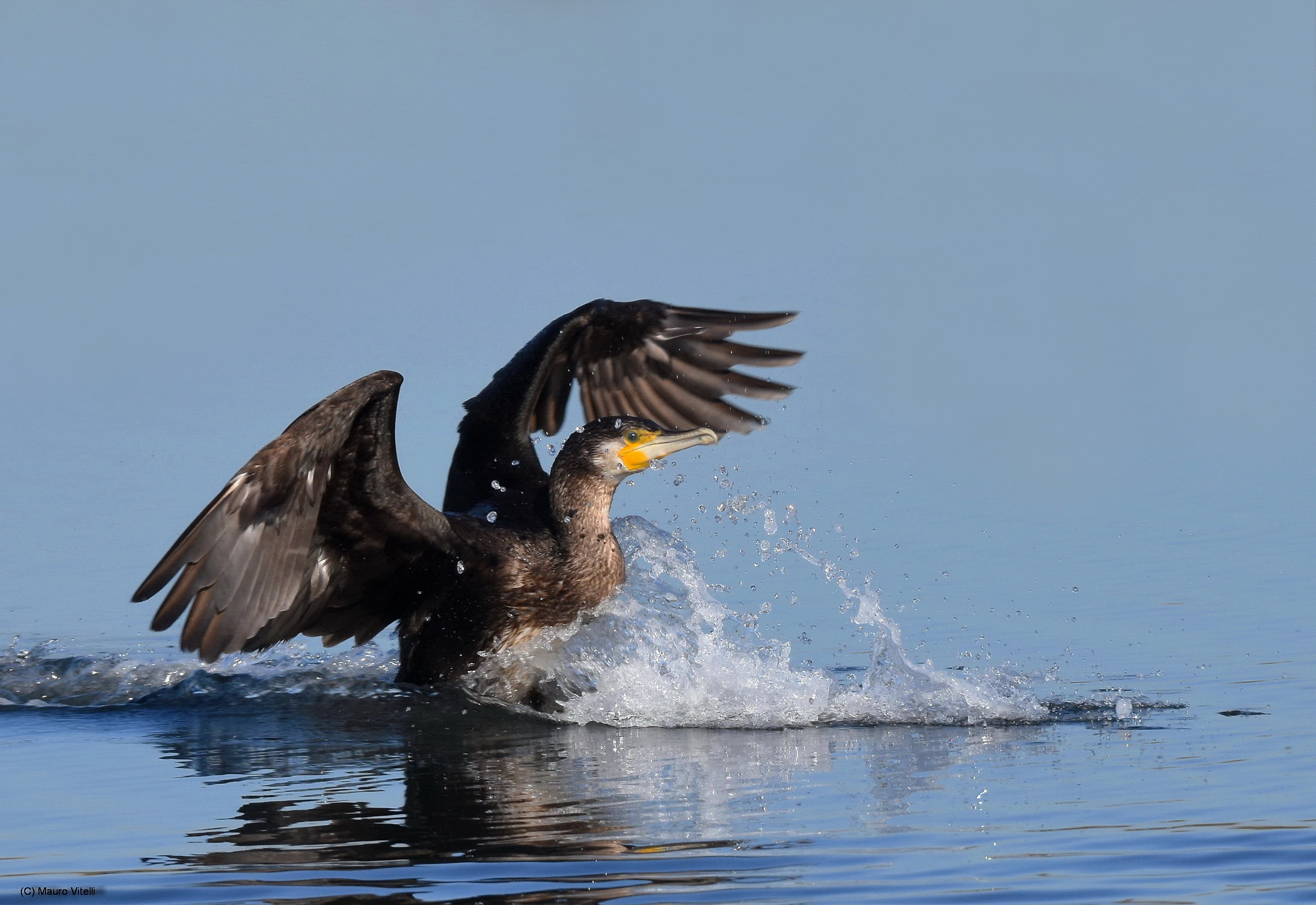 The landing of the Cormorant