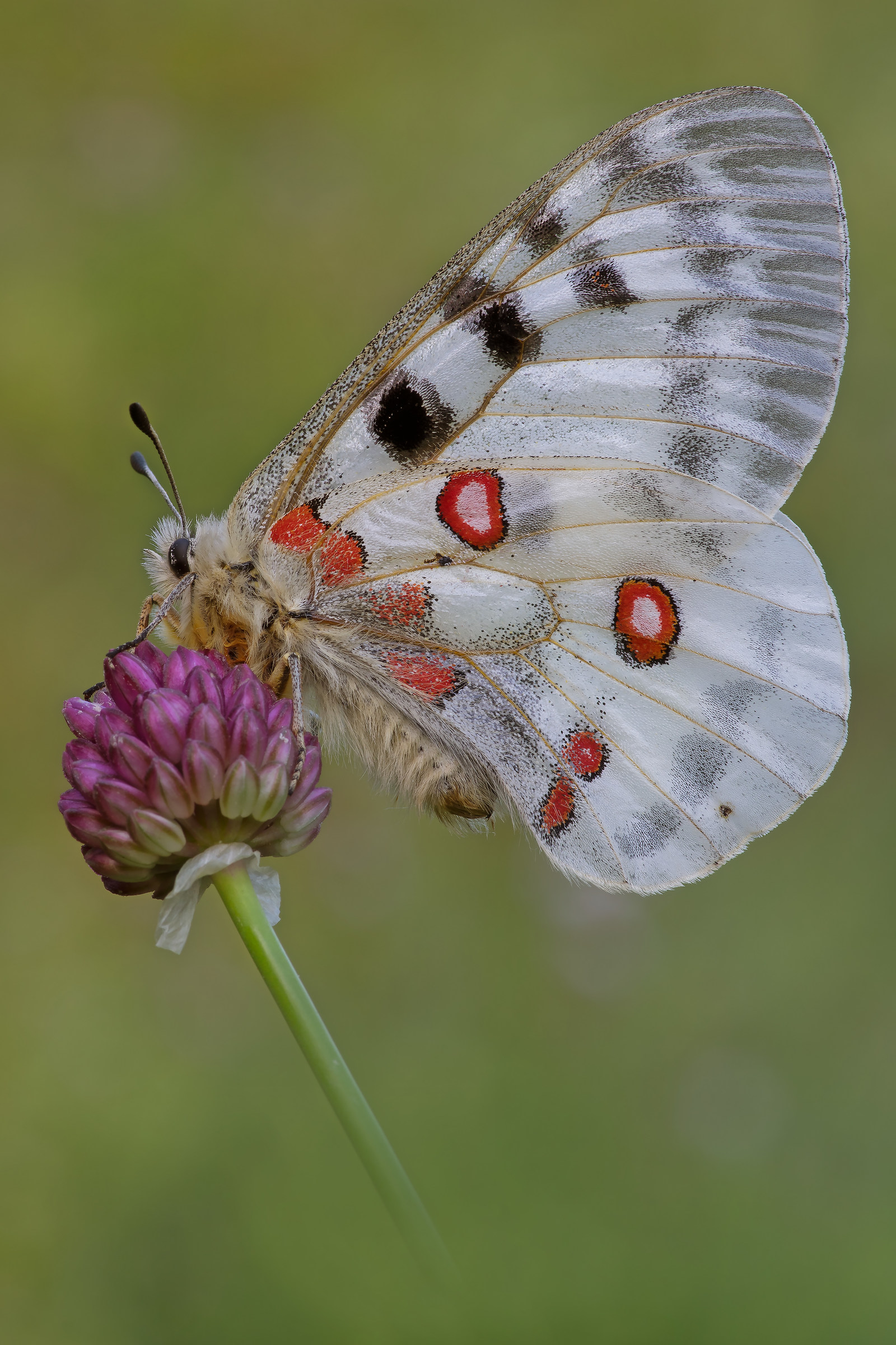 Parnassius apollo - Pixel shift