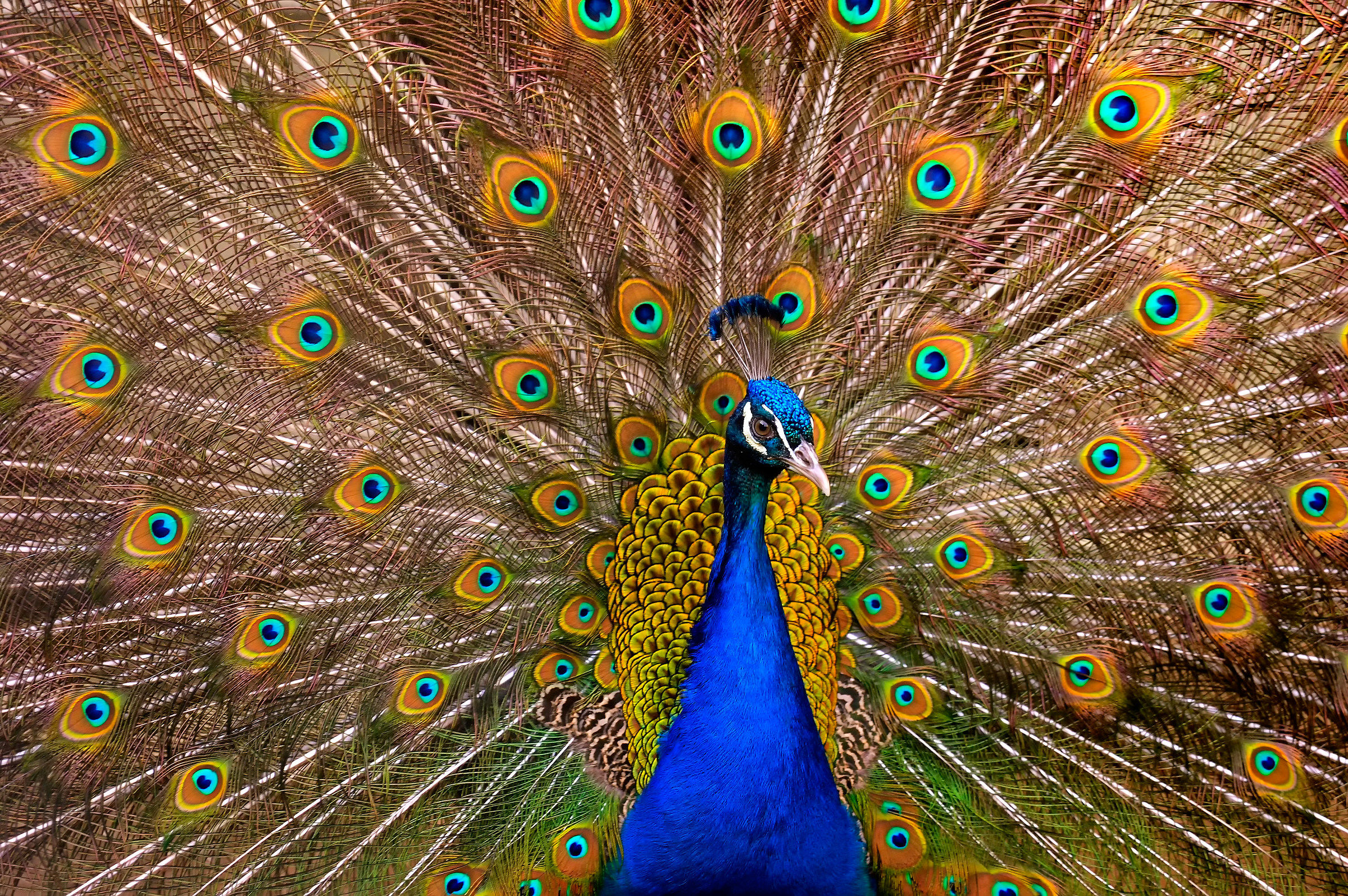 Pavo