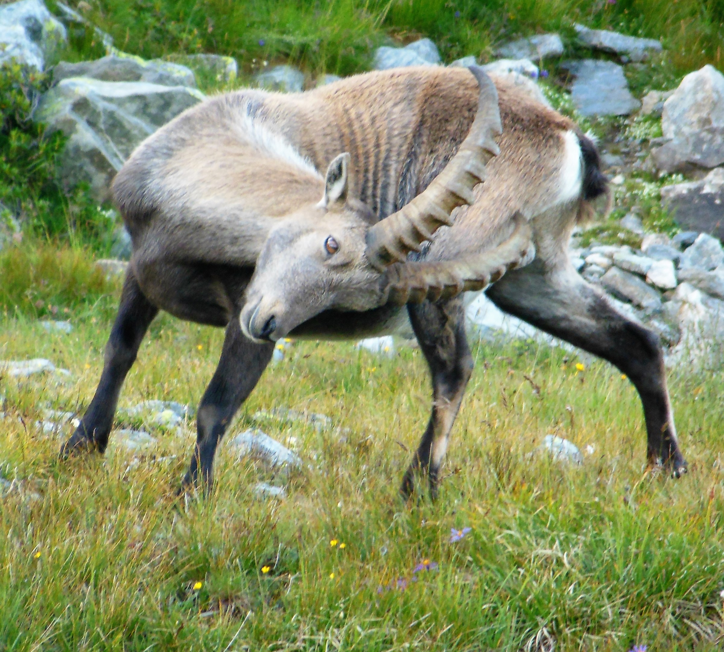 Alpe Veglia: Ibex ...... nervous