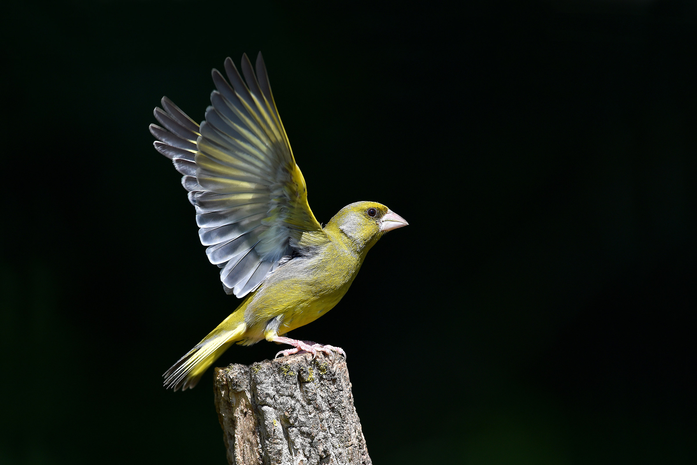 We do not expect the wind