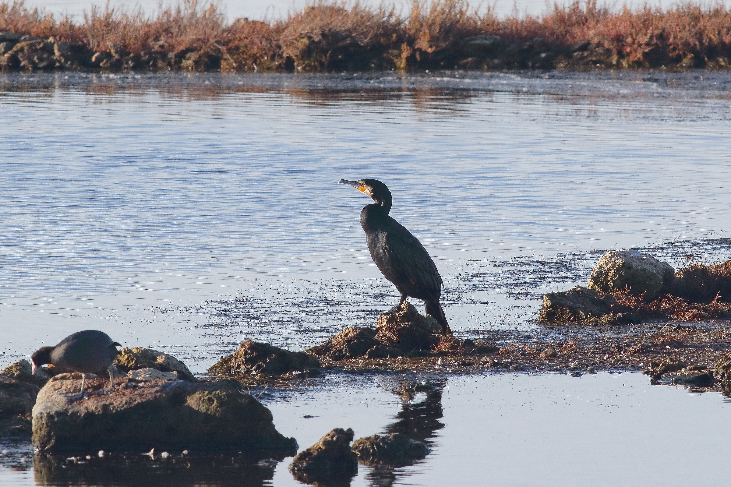 Prime Lights Dell'Alba