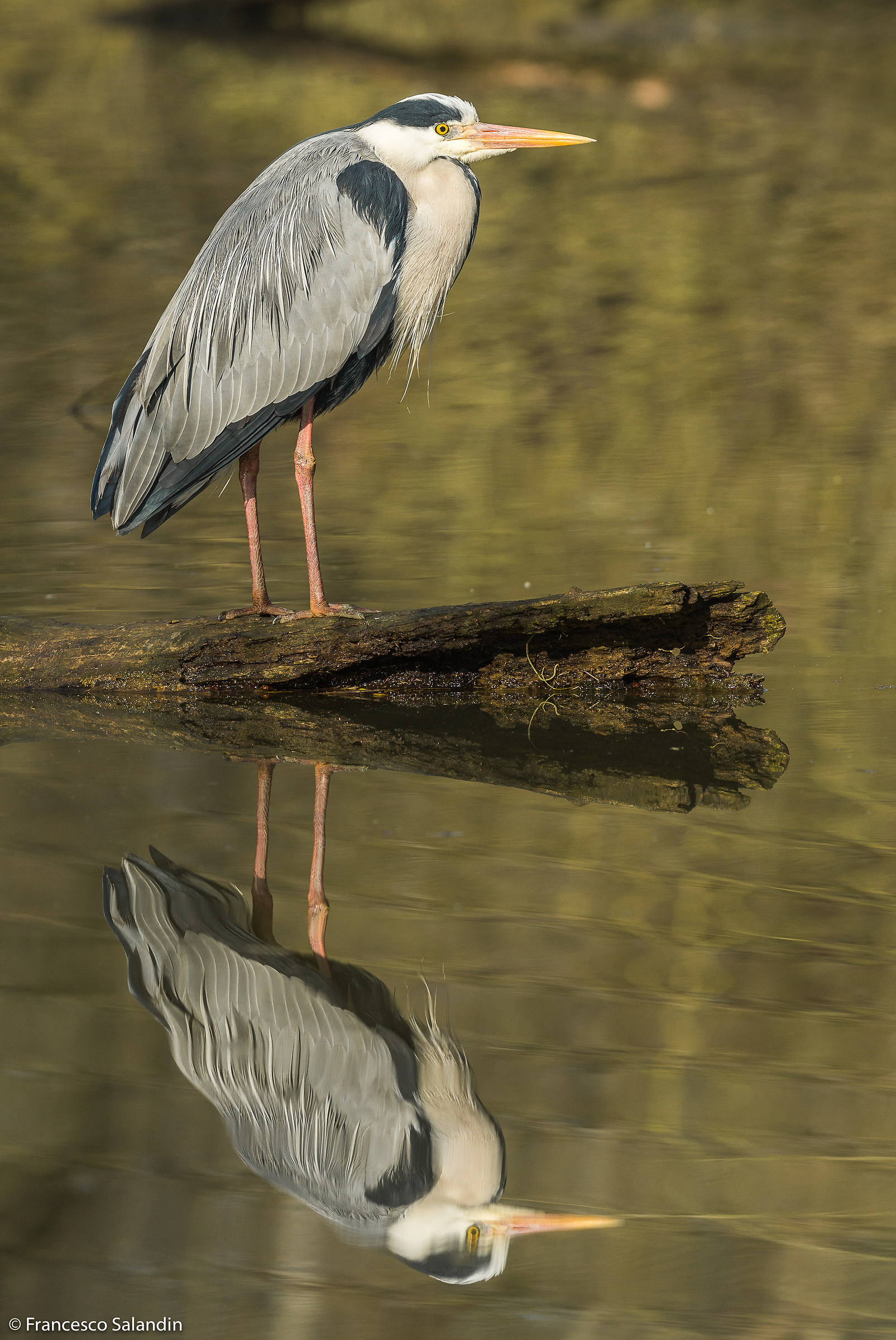 Heron