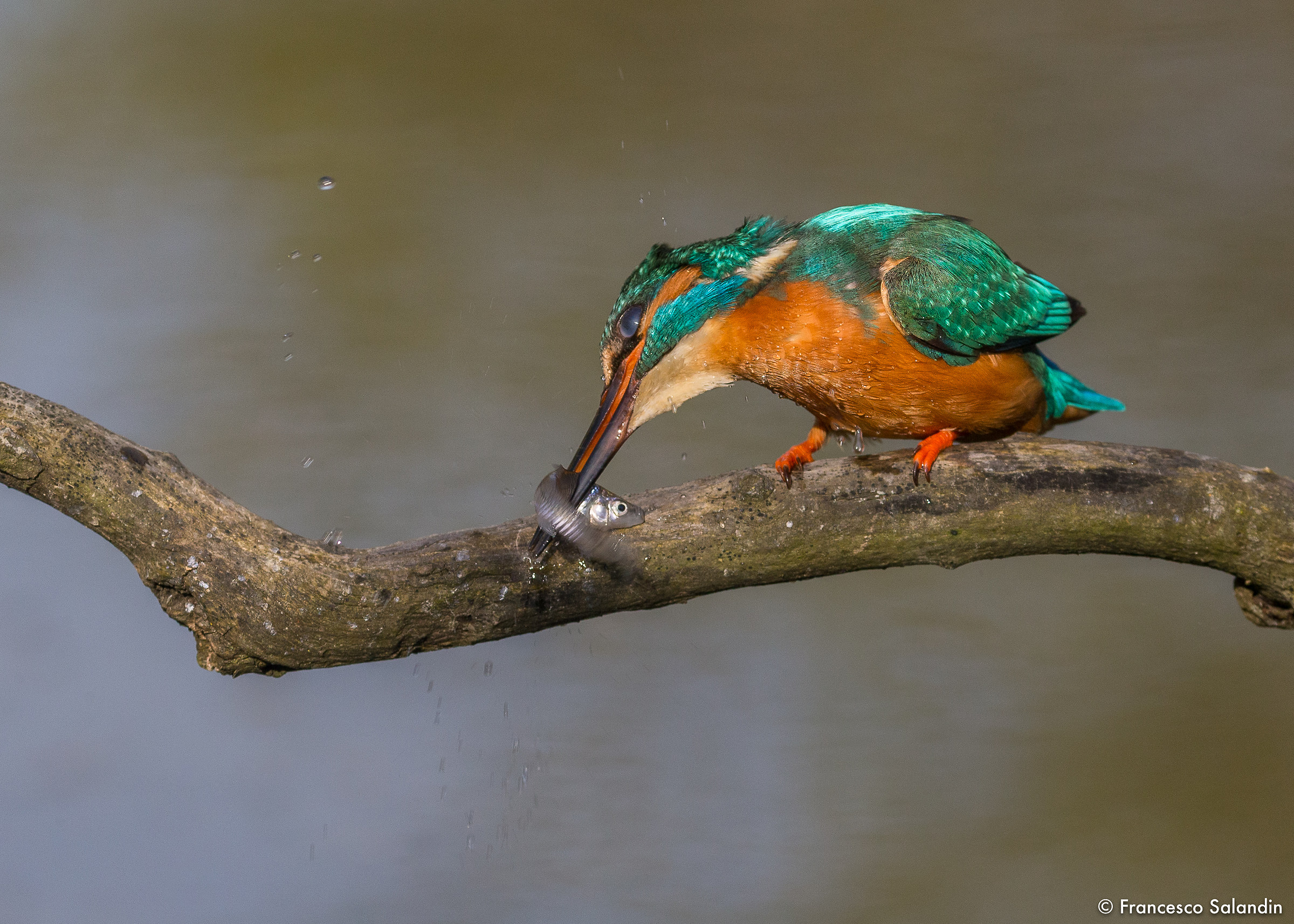 Kingfisher