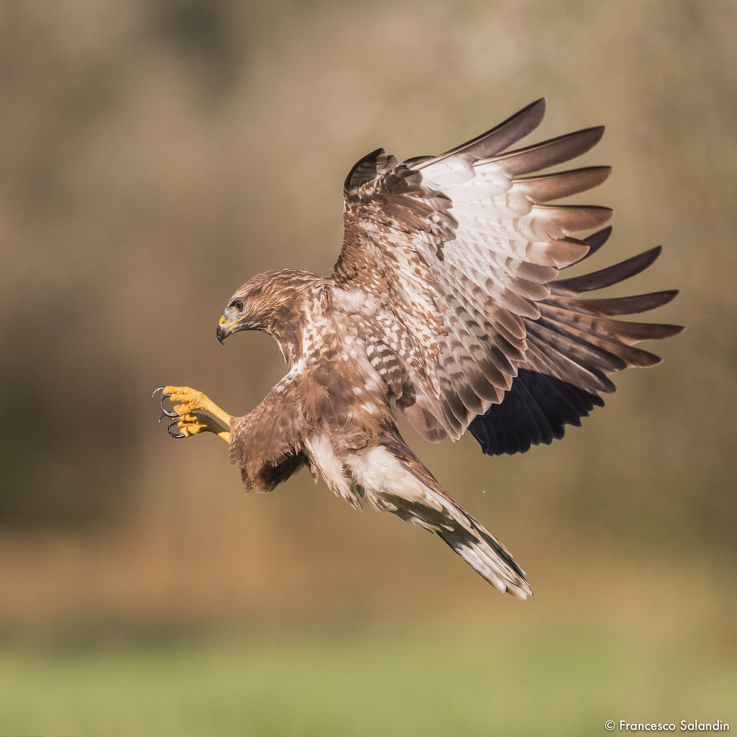 Buzzard