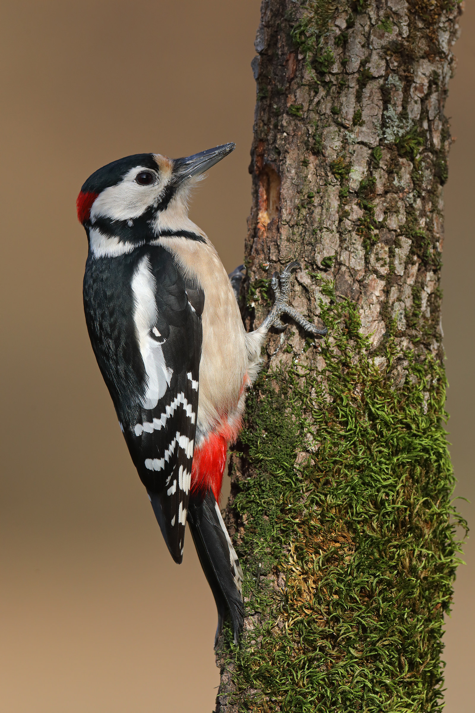 Great Spotted Woodpecker Male